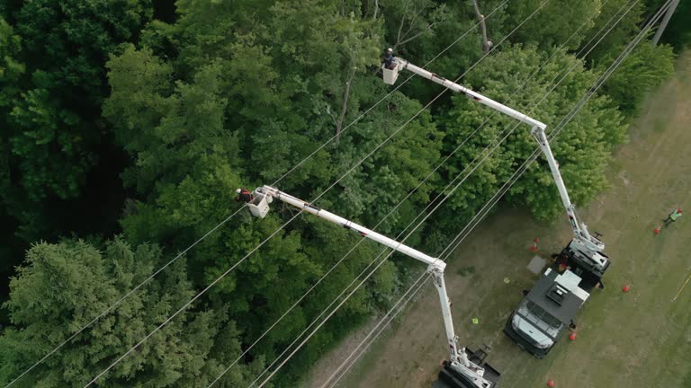 Best Storm Damage Tree Cleanup  in Wheeling, IL