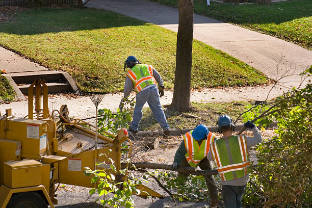 Best Tree Disease Treatment  in Wheeling, IL